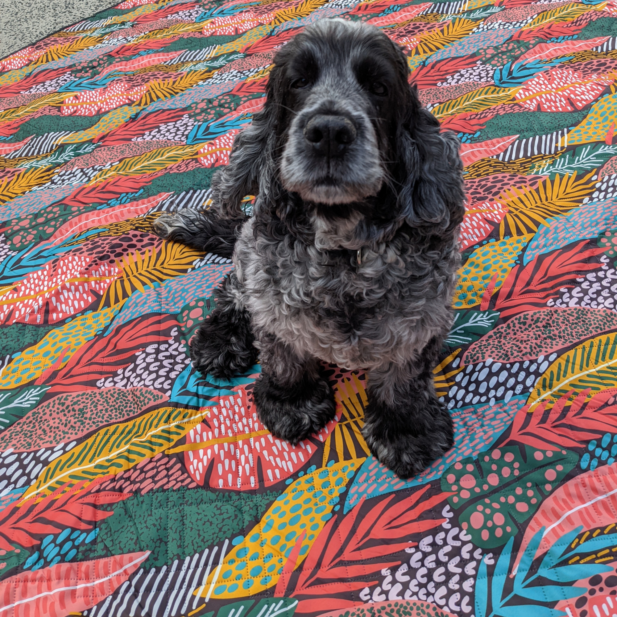 Dog Friendly Picnic Rugs